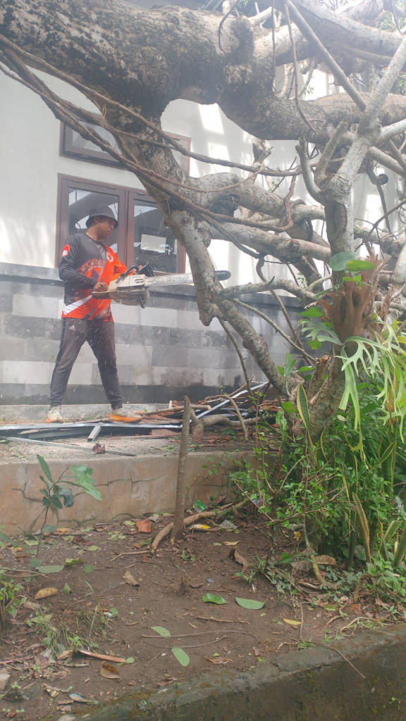 Pohon Tumbang di SD 2 Jimbaran, Banjar Cengiling, Kelurahan Jimbaran, Kecamatan Kuta Selatan