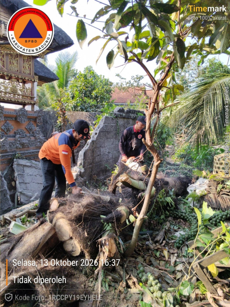 Pohon Tumbang di Banjar Denkayu Delodan, Desa Werdi Bhuwana, Kecamatan Mengwi