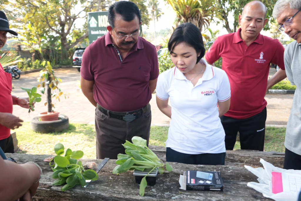 Persiapan panen tanaman pakcoy di Balai Penyuluhan Pertanian Abiansemal Kabupaten Badung