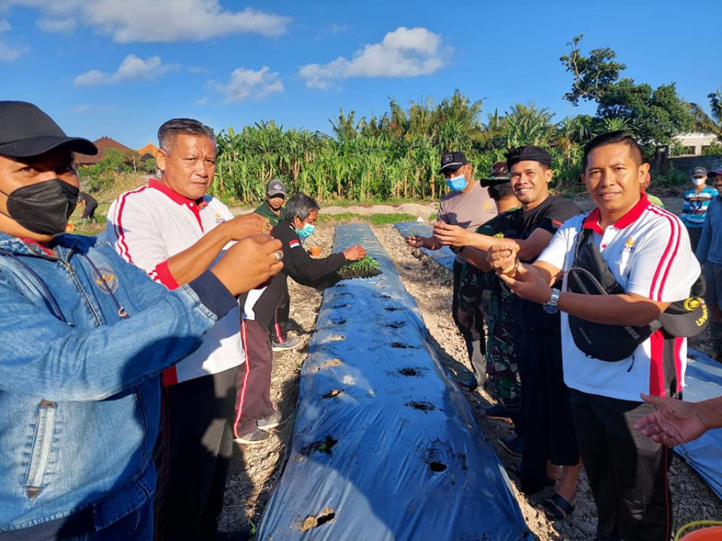 PENANAMAN TANAMAN PANGAN DI DESA DARMASABA