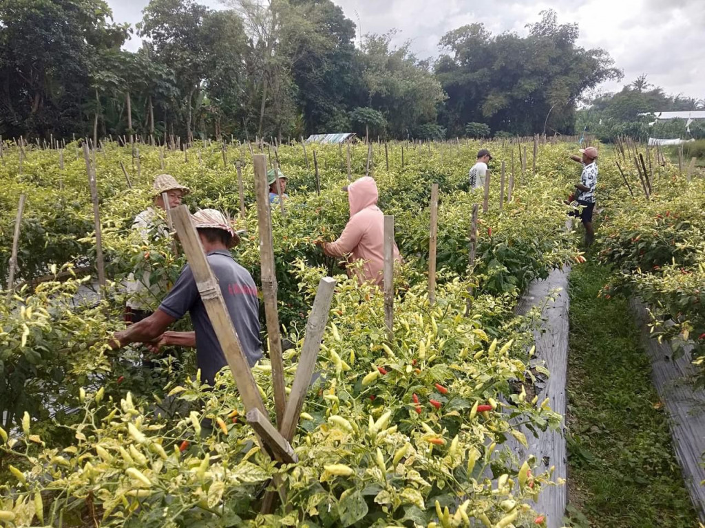 PANEN CABE RAWIT
