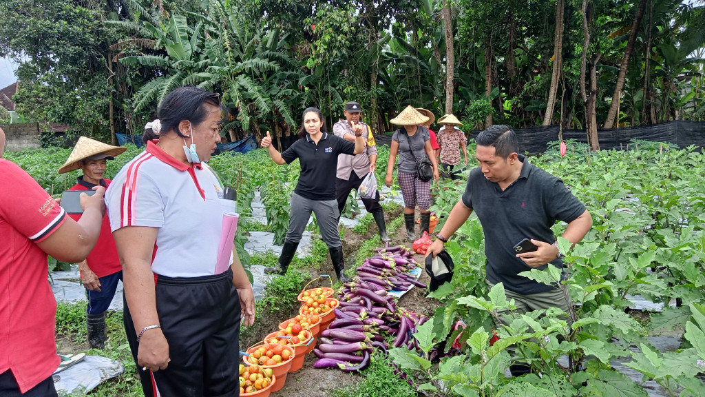 KEGIATAN PANEN TERONG DAN TOMAT DI LAHAN KETAHANAN PANGAN DESA DARMASABA