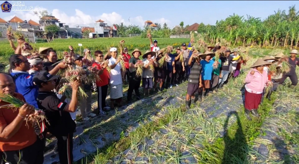 PEMDES DARMASABA PANEN BAWANG MERAH