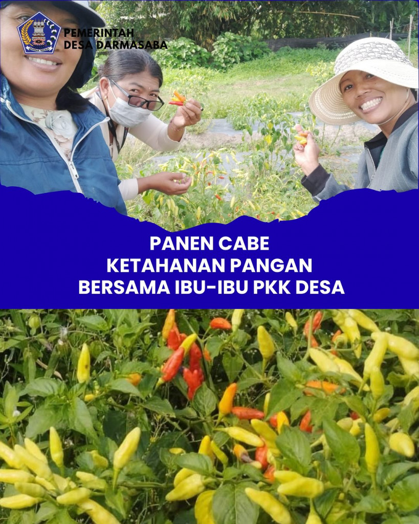 BUKTI NYATA INOVASI LAHAN EMAS PANEN CABE PENUH SEMANGAT