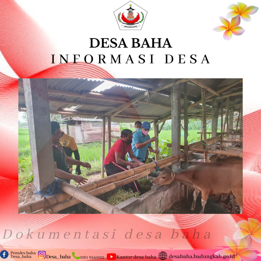 Vaksinasi Penyakit mulut dan kuku (PMK) di Desa Baha