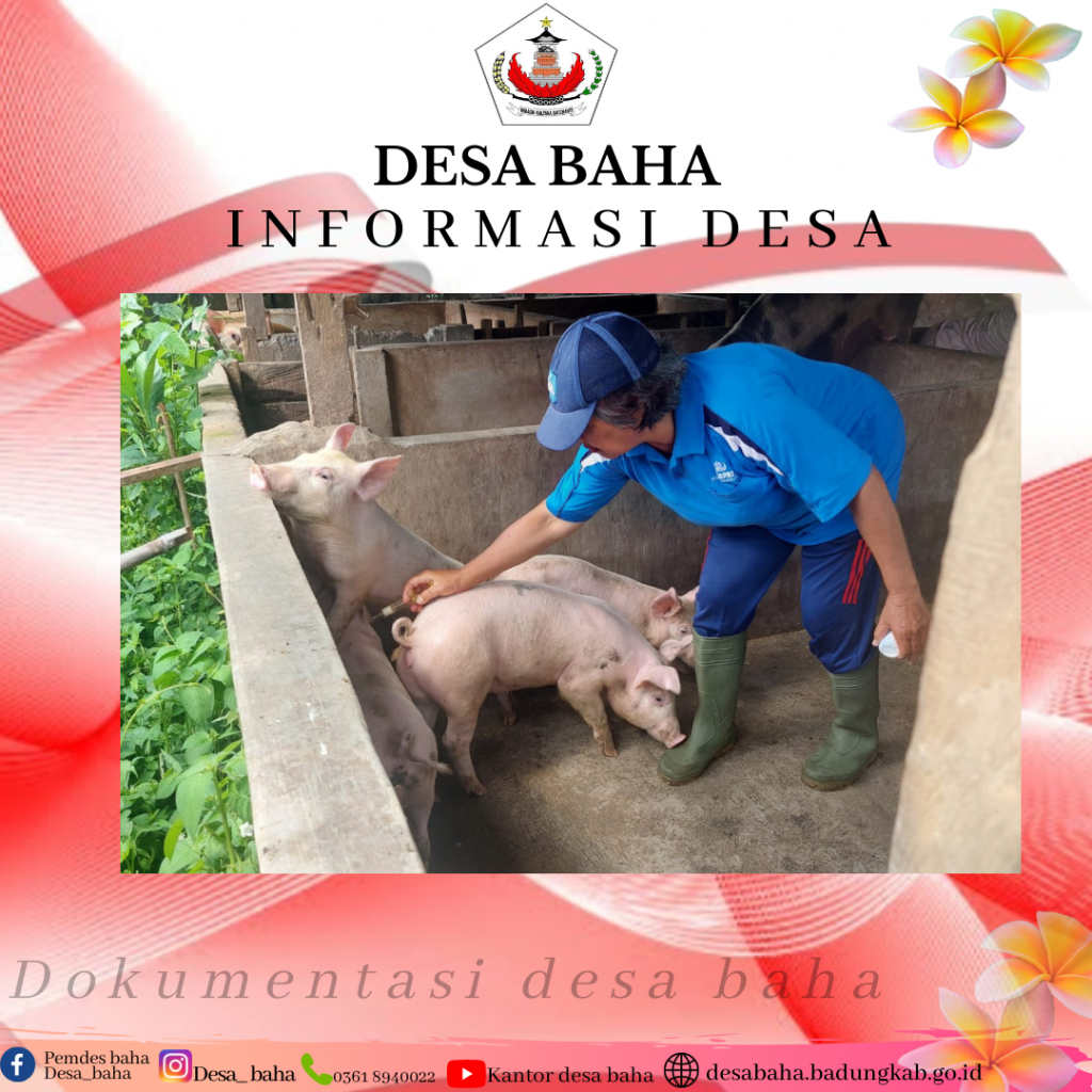 Vaksinasi PMK Ternak Babi di Wilayah Desa Baha