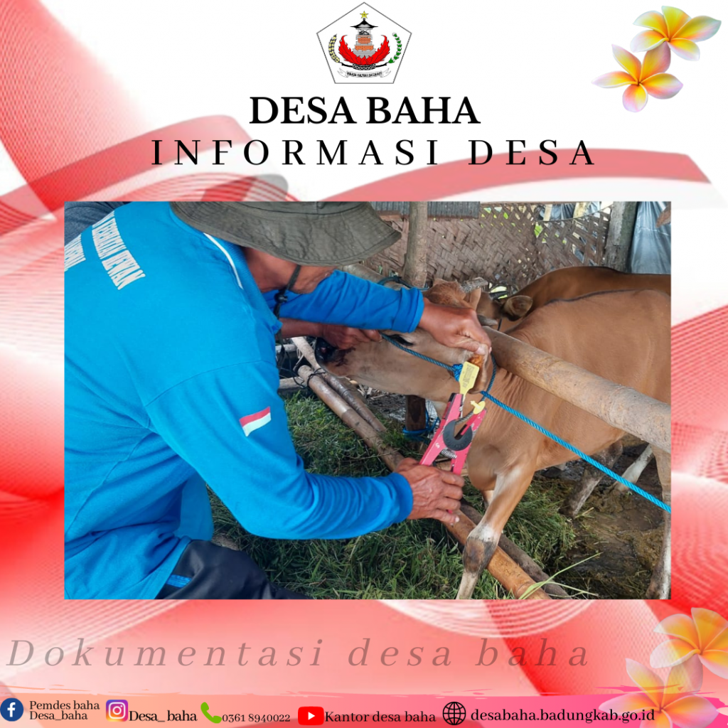 Pemasangan Eartag Berkode pada ternak sapi