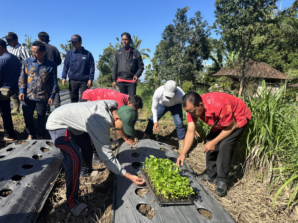 PENANAMAN CABAI PROGRAM KETAHANAN PANGAN SUBAK DI DESA BELOK/SIDAN