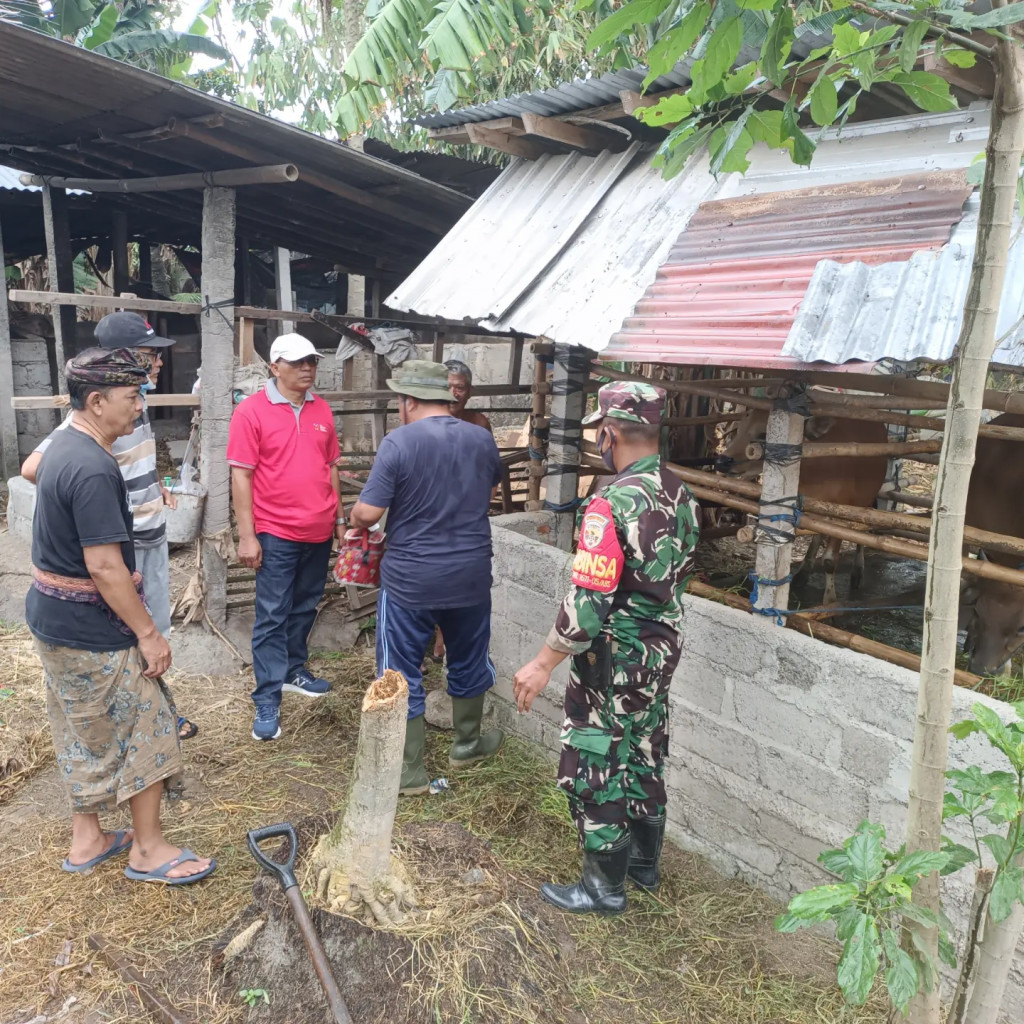 Kegiatan Vaksin PMK tahap I di Desa Jagapati