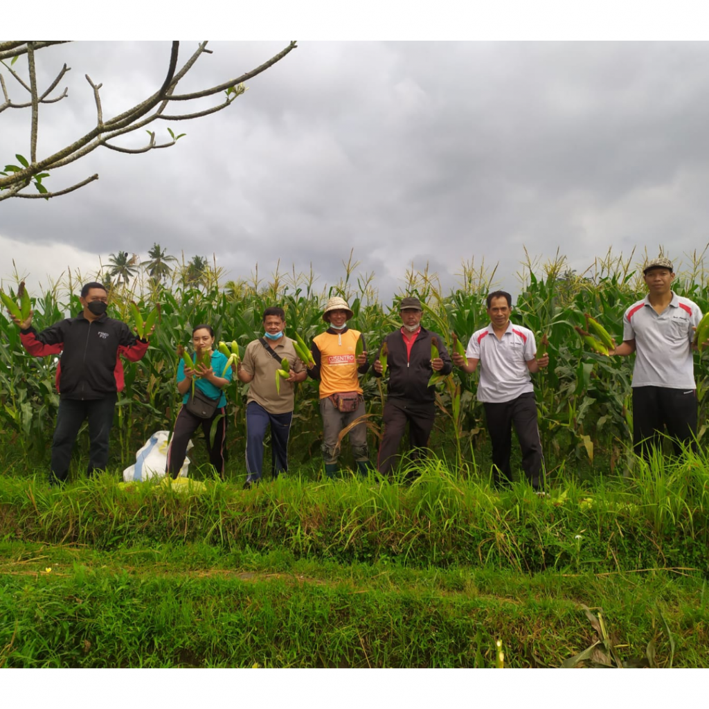 Panen Ketahanan Pangan di Desa Mambal