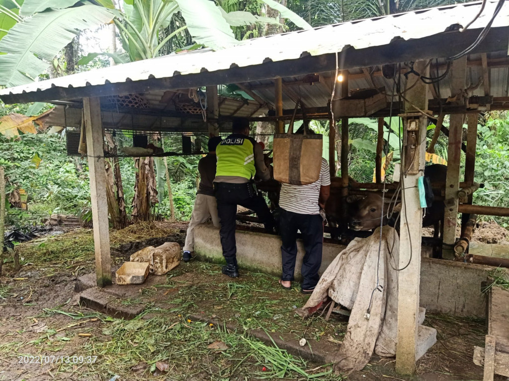 Pemberian Vaksin untuk mencegah penyebaran PMK