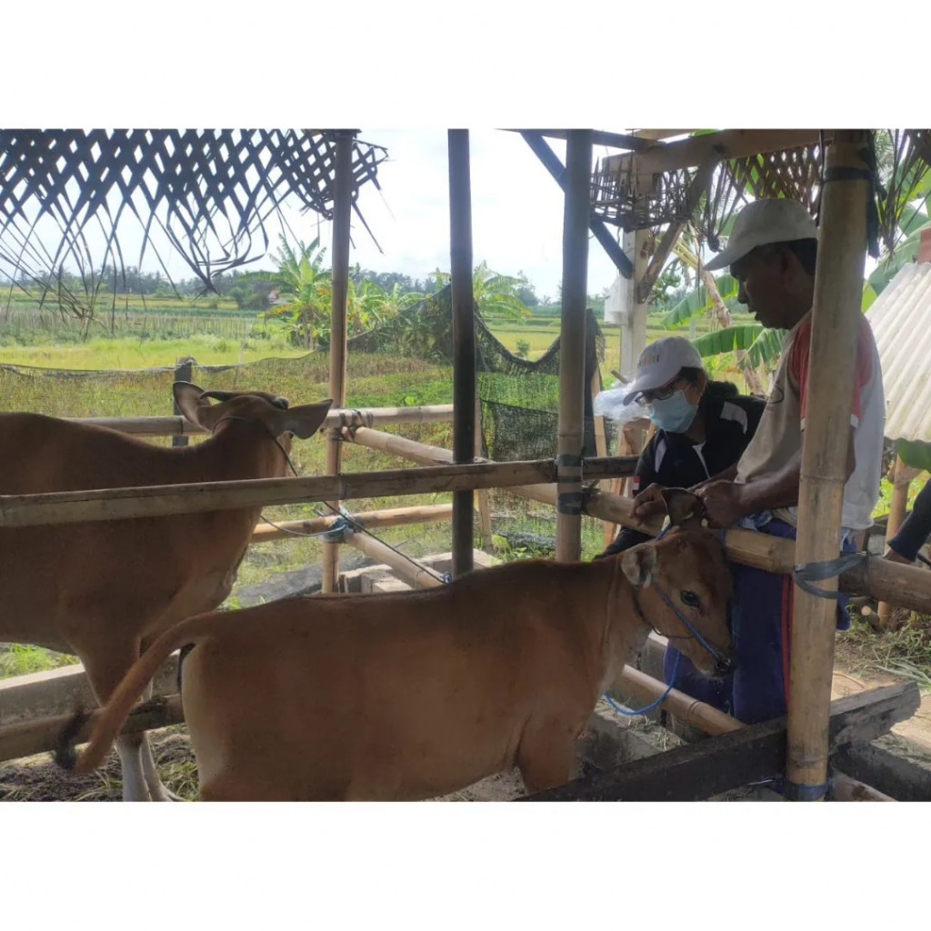 Pemberian Vaksin PMK untuk hewan ternak di Desa Mambal