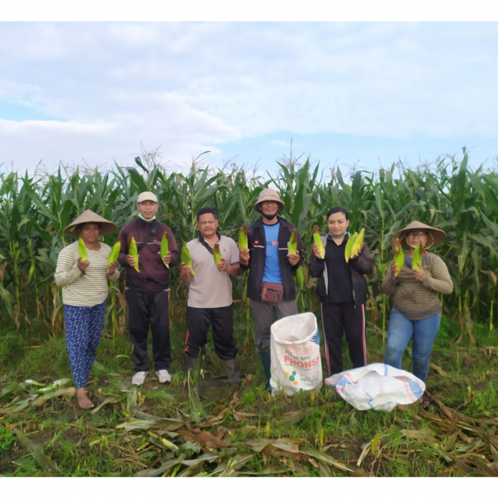 Panen Ketahanan Pangan di Desa Mambal