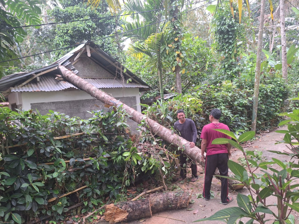 Tim PRC Desa Pangsan Lakukan Penanganan Cepat Pohon Tumbang di Banjar Kasianan