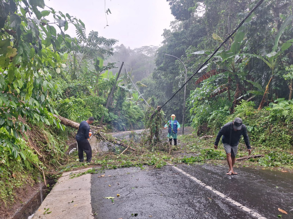 Pohon Tumbang di Banjar Pangsan Dalem Berhasil Ditangani Tim PRC