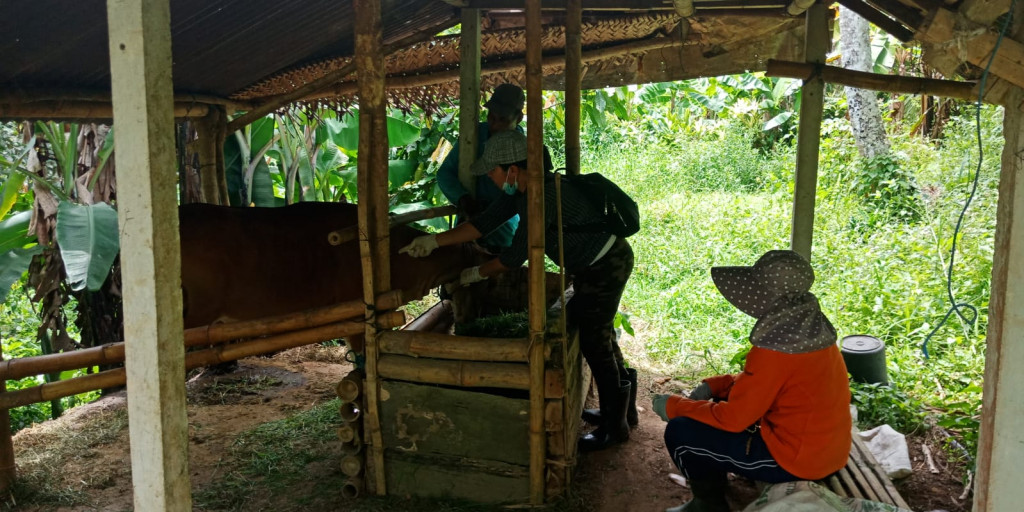 Vaksinasi PMK lanjutan di Desa Pangsan