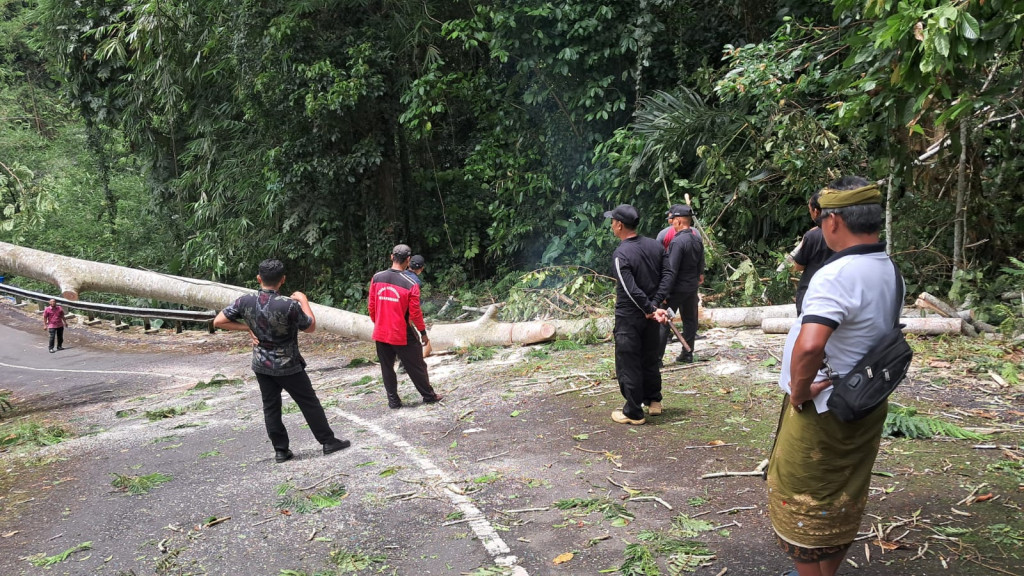 Pohon Albesia Tumbang di Jalan Puputan Margarana, Akses Sempat Terganggu