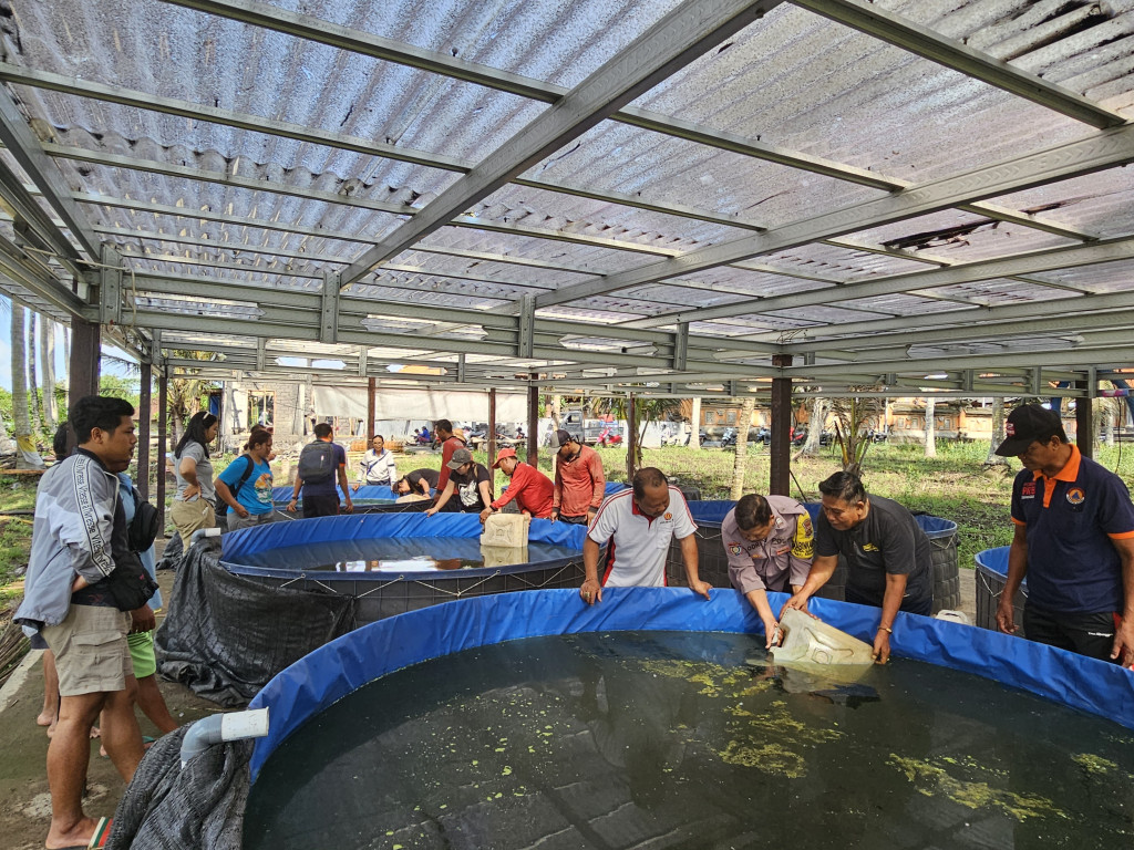 Penebaran Bibit Lele tahap II Desa Sibanggede