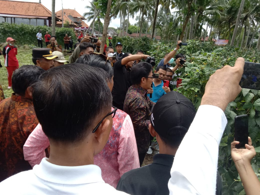 Panen Raya Ketahanan Pangan Desa Sibanggede, Bupati Badung Hadir Langsung dan Berikan Apresiasi