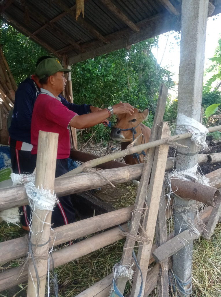 Penandaan dan Penataan Sapi di Banjar Datengan