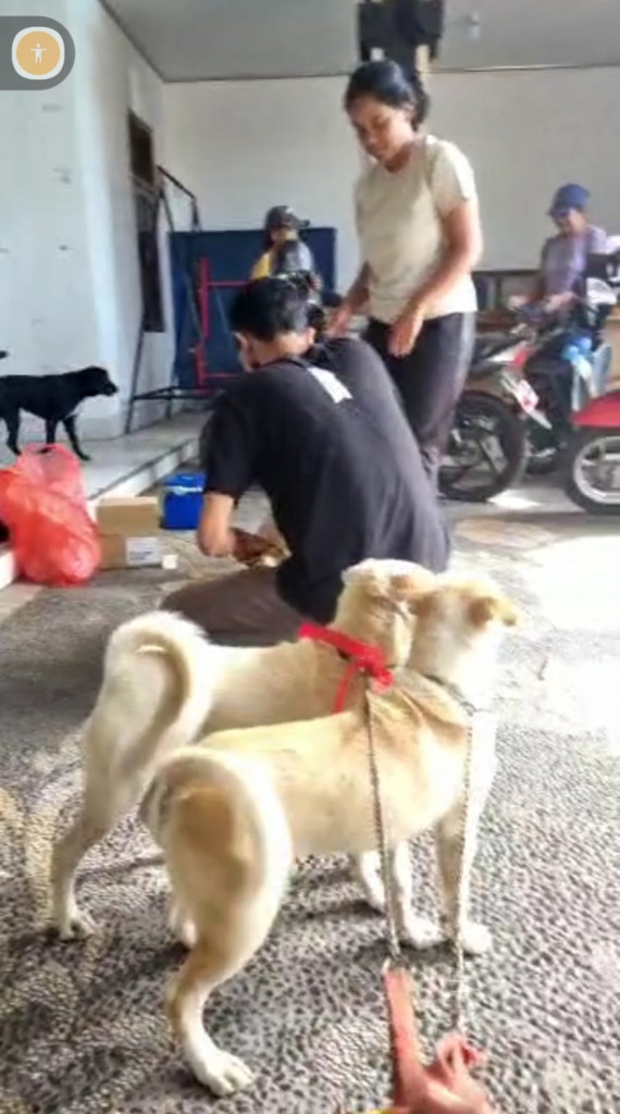 Vaksinasi Rabies Br. Tiying Tutul, Br. Kelepekan, Br. Pempatan dan Br. Jerowan