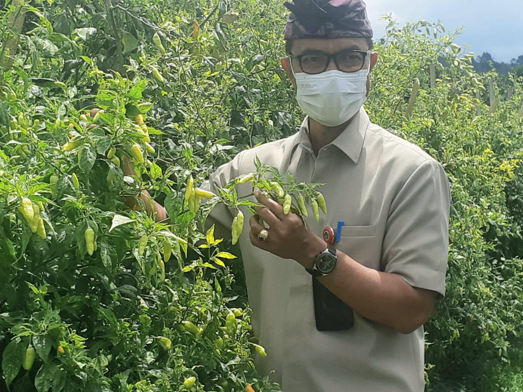 JELANG HARI RAYA IDUL FITRI DINAS PERTANIAN PANTAU PRODUKSI PANGAN