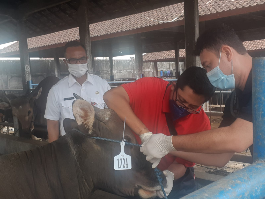 WASPADA PMK, PETUGAS KESEHATAN HEWAN DINAS PERTANIAN DAN PANGAN KABUPATEN BADUNG AWASI SAPI DI PASAR HEWAN BERINGKIT