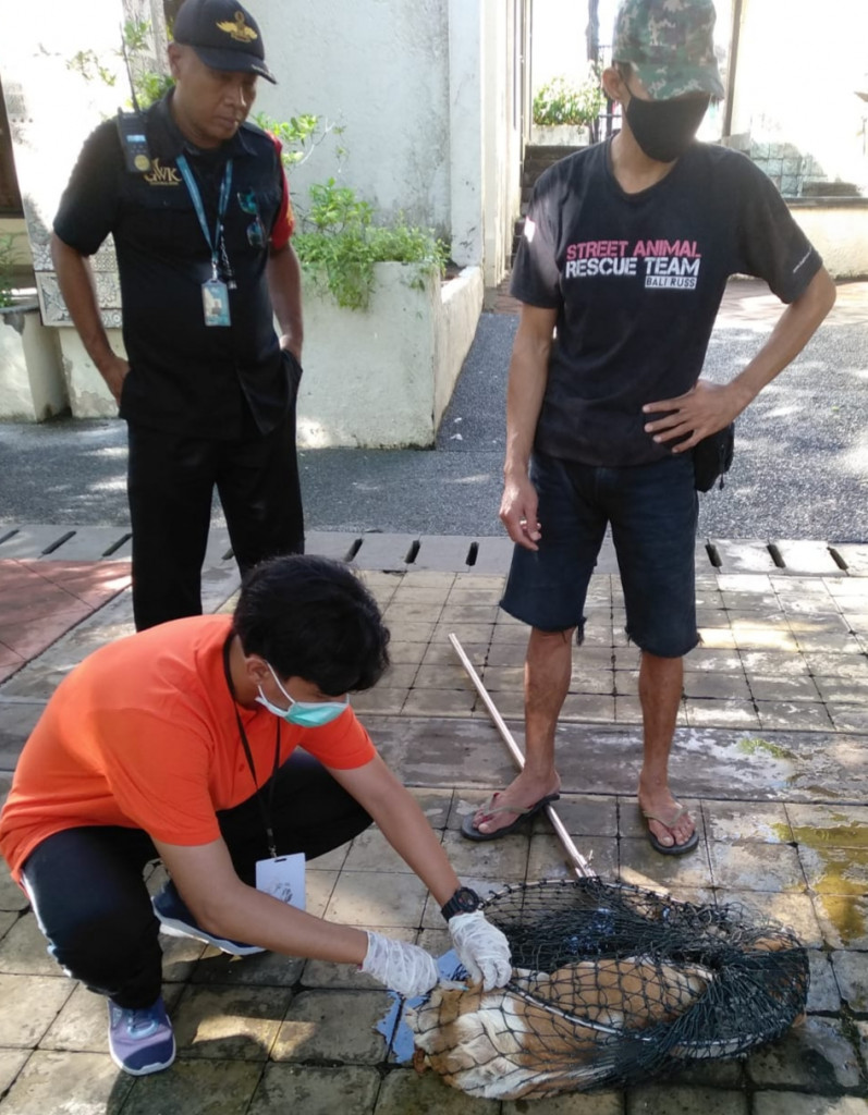 SONGSONG PERTEMUAN G20, DINAS PERTANIAN DAN PANGAN KABUPATEN BADUNG KEMBALI TERTIBKAN ANJING LIAR DI GARUDA WISNU KENCANA