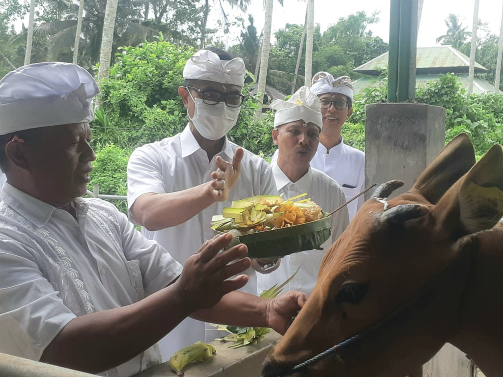 DINAS PERTANIAN DAN PANGAN KABUPATEN BADUNG MELAKUKAN PERINGATAN TUMPEK UYE DI SENTRA TERNAK SOBANGAN