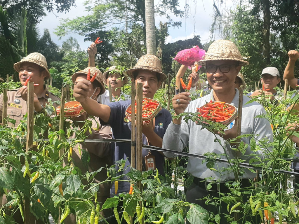 KEPALA DINAS PERTANIAN DAN PANGAN KABUPATEN BADUNG BERSAMA KEPALA BPTP BALI MELAKUKAN PANEN PRODUKSI BIBIT CABAI PROLIGA DI SUBAK SIDAKARYA DESA PETANG KECAMATAN PETANG