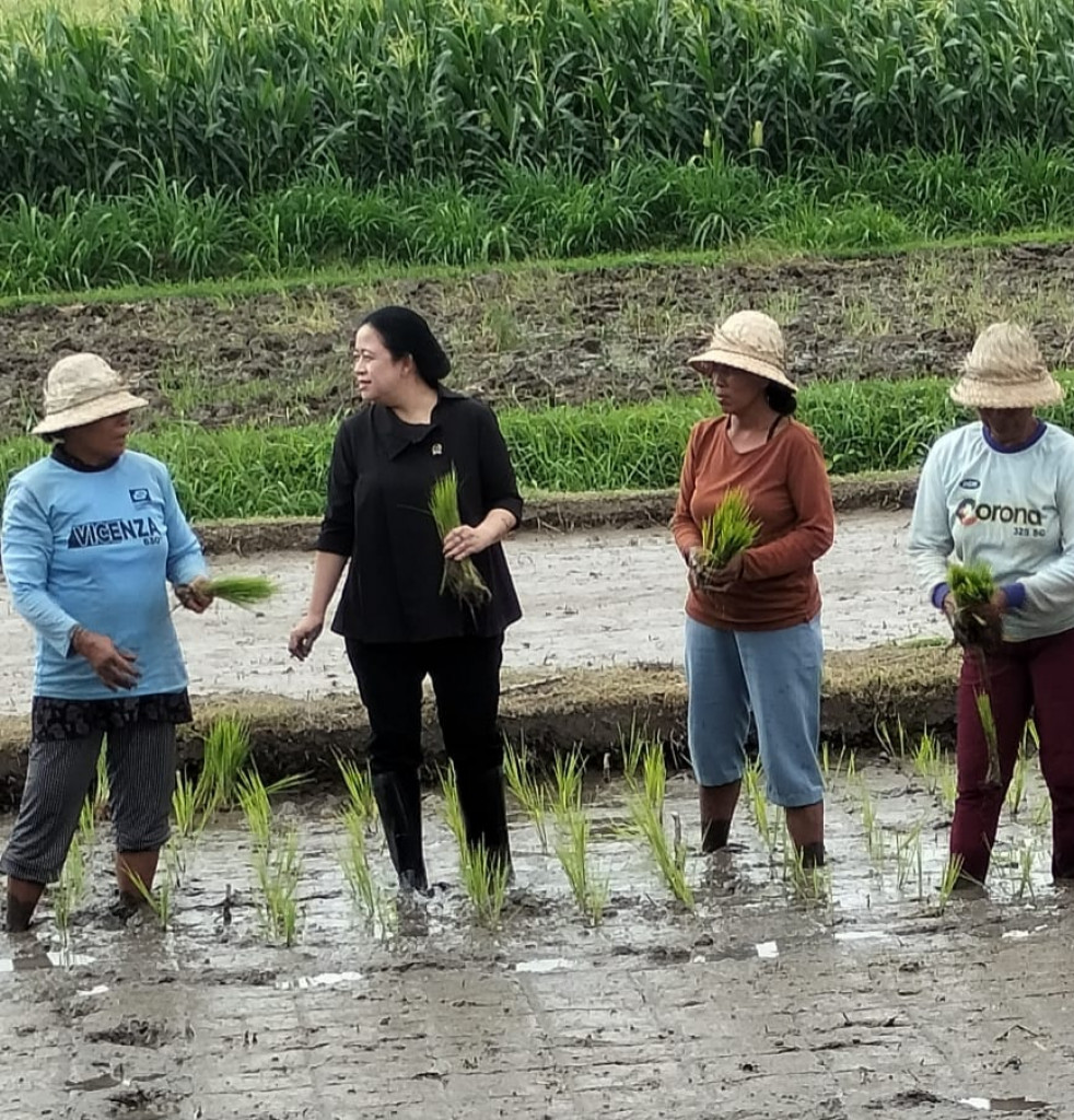KETUA DPR RI IKUT MENANAM PADI DI SUBAK TANAH YENG DESA SEDANG KECAMATAN ABIANSEMAL