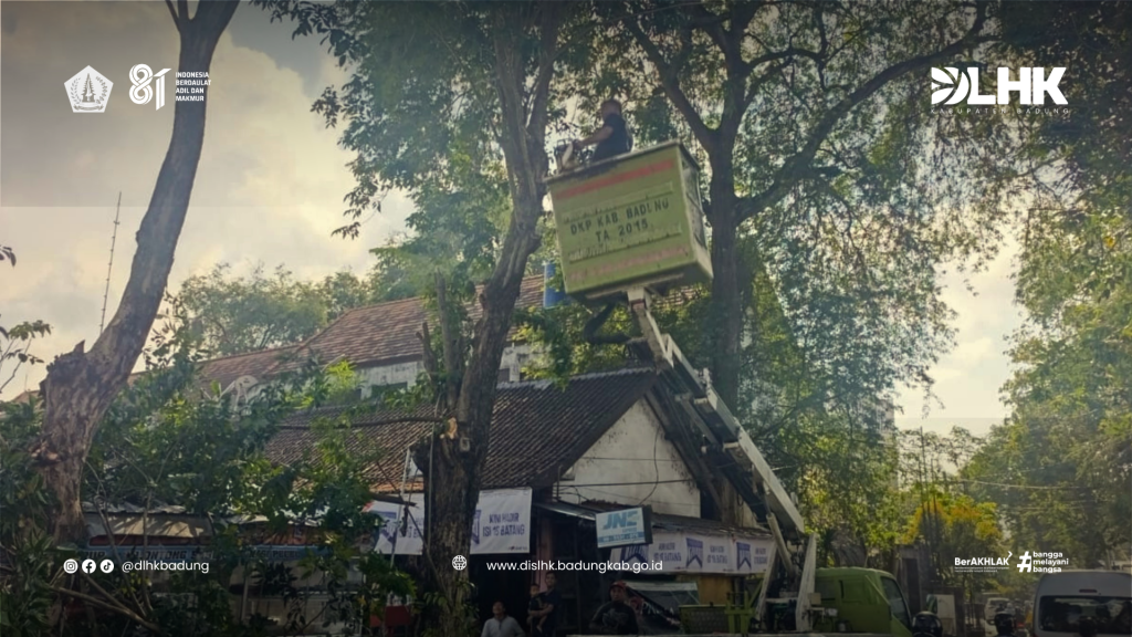 DLHK Kabupaten Badung lakukan Kegiatan Perompesan Pohon Perindang di Jalan Uluwatu, Kelurahan Kelan