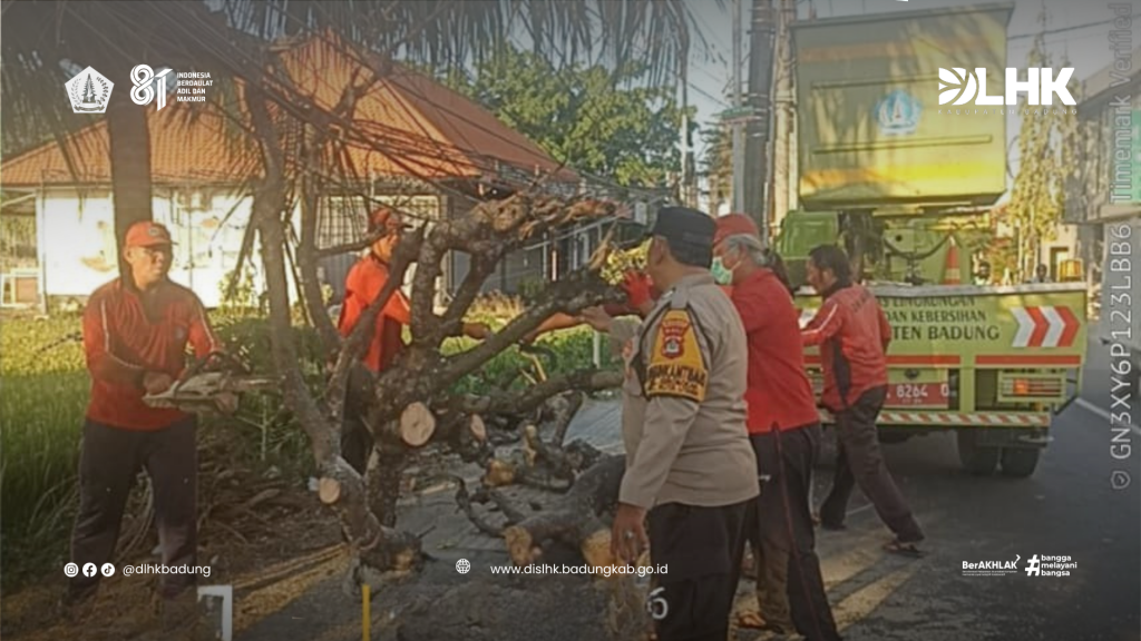 DLHK Badung Atensi Pohon Perindang Tumbang di Jalan Raya Bumbak, kerobokan kelod