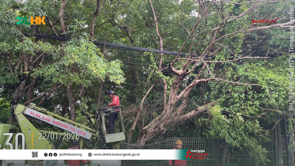 DLHK Badung Gerak Cepat Atensi Pohon Tumbang Akibat Cuaca Buruk di Beberapa Titik di Kabupaten Badung