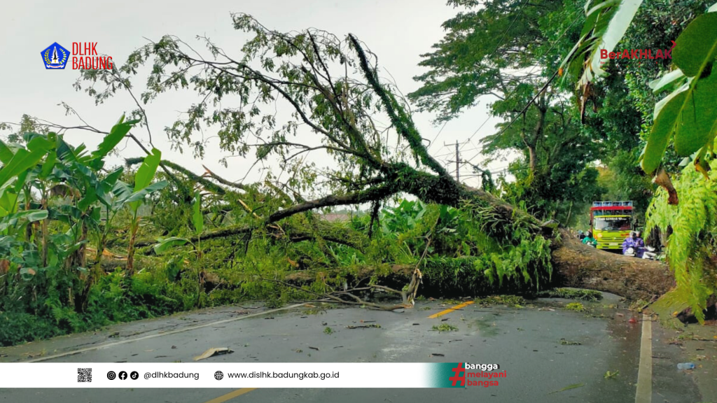 Dinas Lingkungan Hidup dan Kebersihan Kabupaten Badung Atensi Pohon Tumbang di Jalan Raya Sembung Akibat Cuaca Buruk