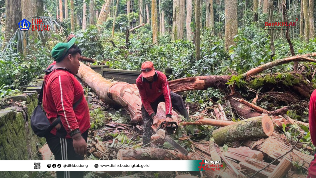 Tim Dinas Lingkungan Hidup dan Kebersihan Kabupaten Badung Atensi Pohon Tumbang Akibat Cuaca Buruk di Objek Wisata Sangeh, Abiansemal, Badung