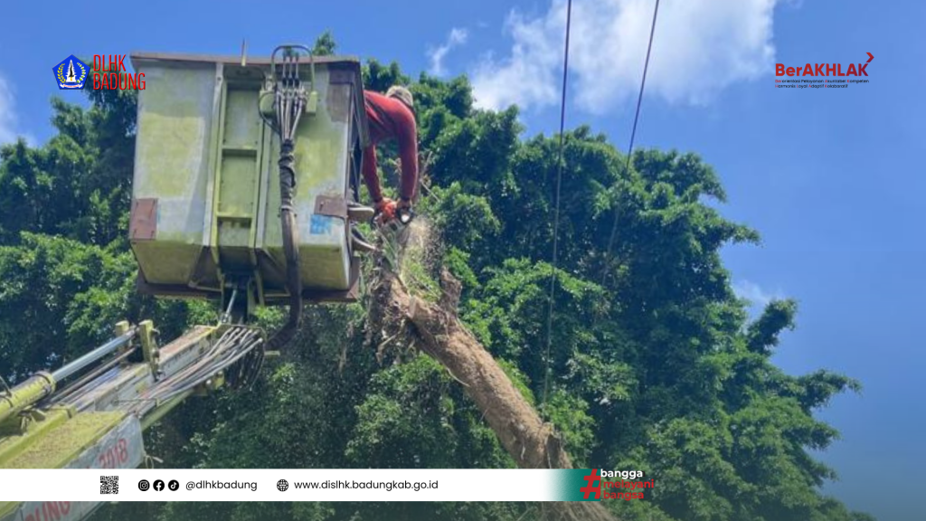 Respons Pengaduan Masyarakat, DLHK Badung Lakukan Penanganan Pohon Rawan Tumbang di Br. Kembangsari