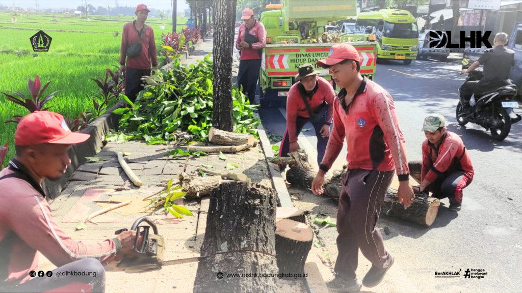 Atensi Tim Perindang DLHK Badung terhadap Pohon Perindang yang Berpotensi Tumbang Akibat Tertabrak Truk di Jalan Raya Sempidi