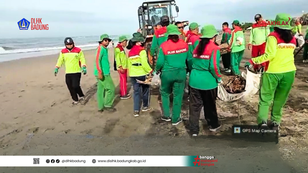 DLHK Badung Lakukan Pembersihan Sampah Kayu Kiriman di Kawasan Pantai Berawa