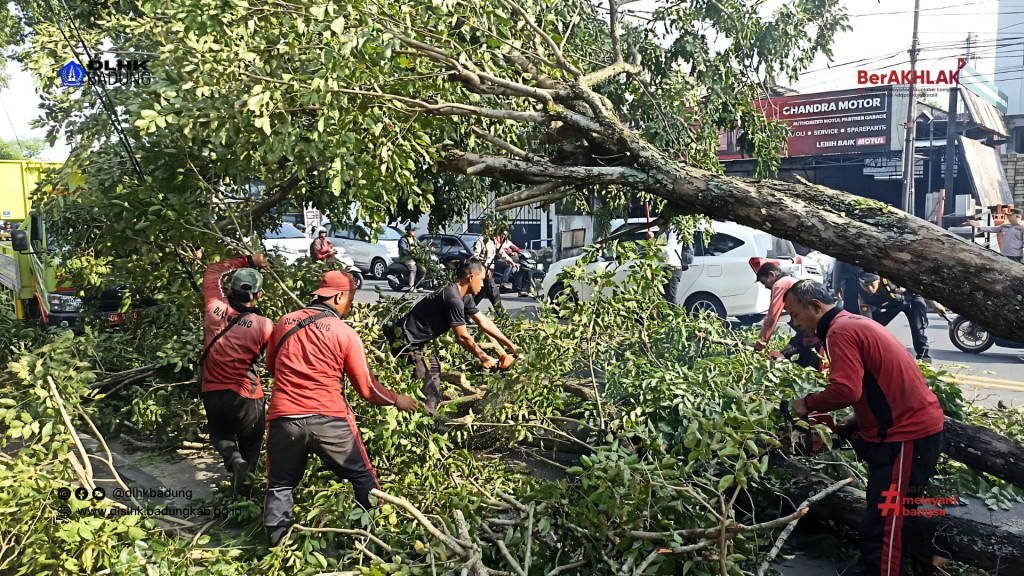 Dinas Lingkungan Hidup dan Kebersihan Kabupaten Badung melakukan Penanganan Terhadap Pohon Tumbang di Kapal - Mengwi