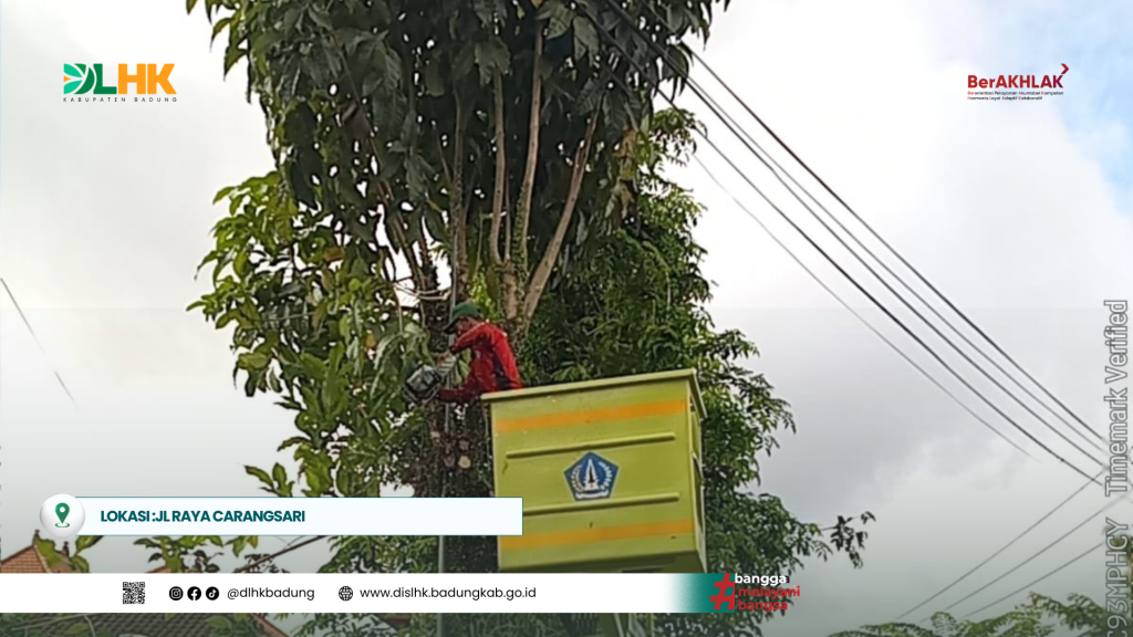DLHK Badung Laksanakan Kegiatan Rutin Pemangkasan Pohon di Beberapa Titik Lokasi di Kabupaten Badung