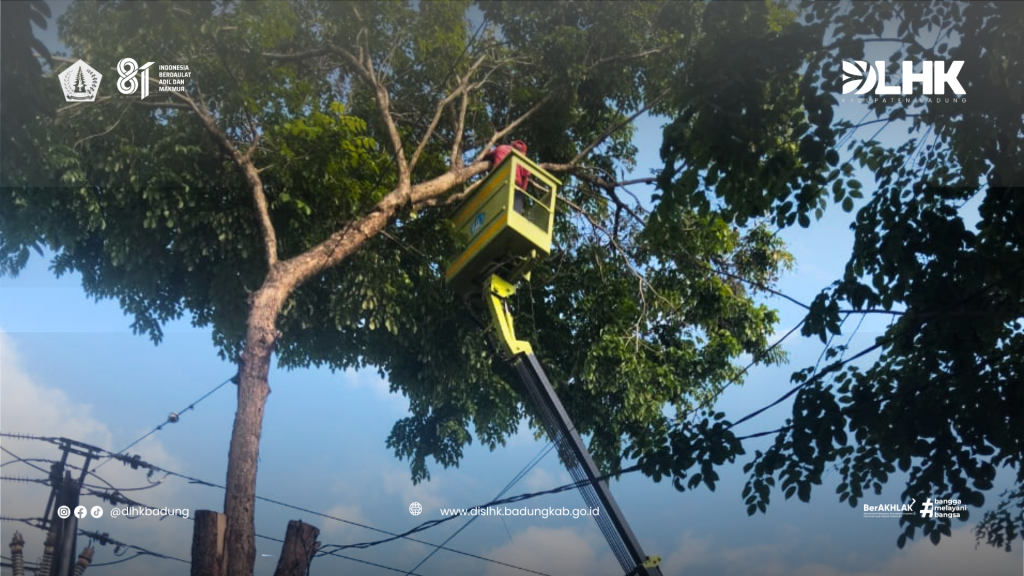 DLHK Kabupaten Badung Laksanakan Peremajaan Pohon Perindang di Jalan Raya Kerobokan Kelod