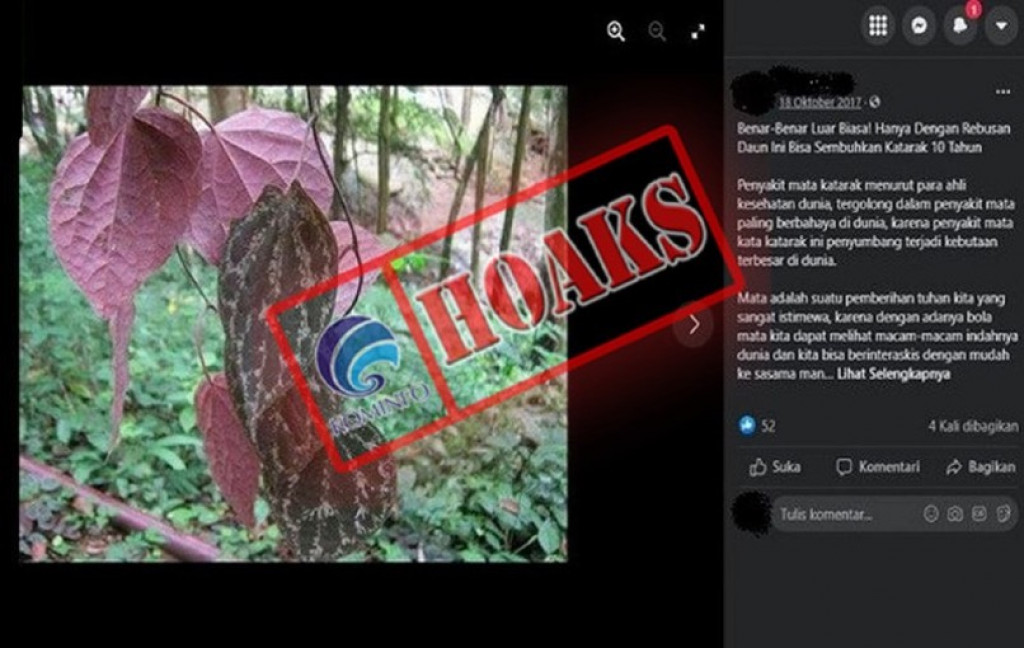 [HOAKS] Air Rebusan Daun Sirih Merah Bisa Sembuhkan Katarak