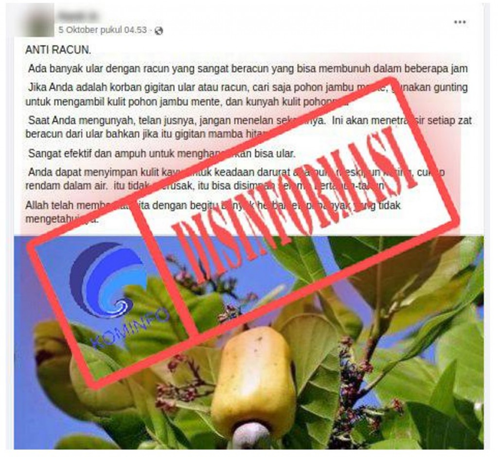 [DISINFORMASI] Mengunyah Kulit Pohon Jambu Monyet Dapat Menetralisir Racun Ular