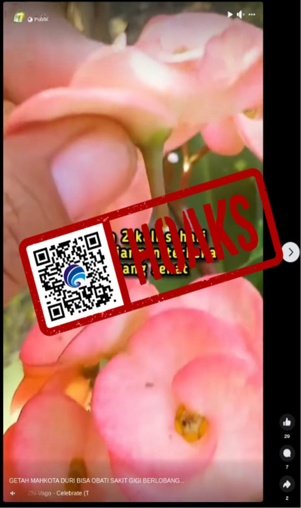 [HOAKS] Getah Bunga Mahkota Duri Sembuhkan Sakit Gigi