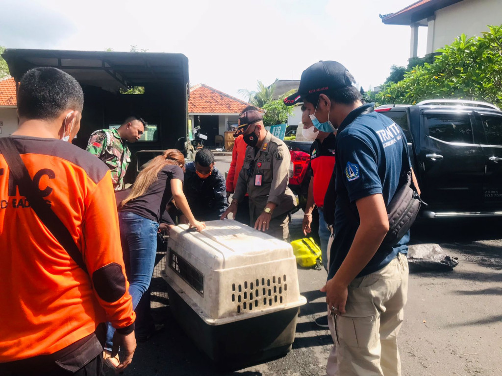 Dilaksanakan pemantauan dan penanganan anjing liar di  Kuta Selatan dalam rangka pelaksanaan G20