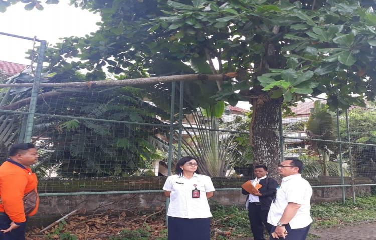 Atensi Pohon Tumbang di Banjar Negara Kelod, Kelurahan Sading, Kecamatan Mengwi