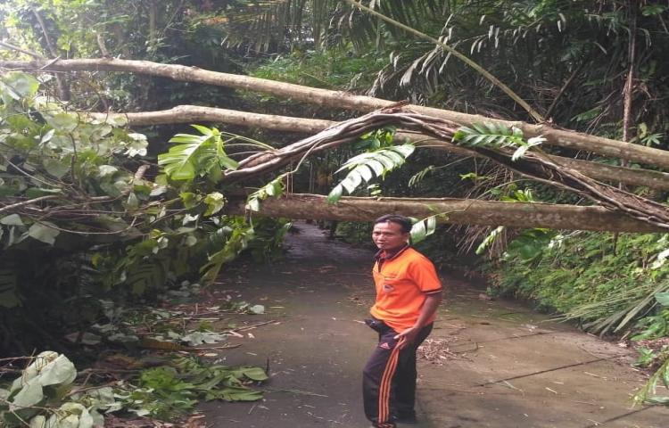 Atensi Pohon Tumbang yang disebabkan oleh Cuaca Ekstrim di Jalan Kayan Samping, Banjar Agung, Desa Mambal, Kecamatan Abiansemal.