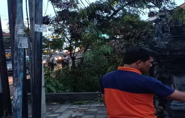 Atensi Pohon Tumbang yang disebabkan oleh Cuaca Ekstrim di Jalan Raya Kerobokan Canggu, Banjar Gede, Kelurahan Kerobokan, Kuta Utara