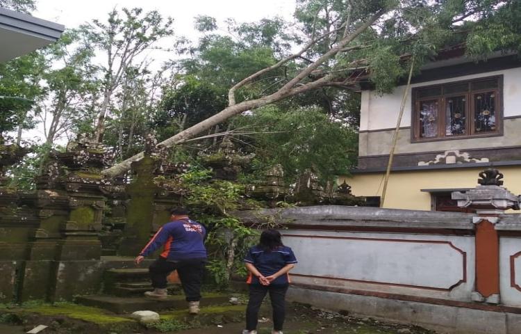Atensi Pohon Tumbang yang disebabkan oleh Cuaca Ekstrim di Kantor Desa Belok Sidan.